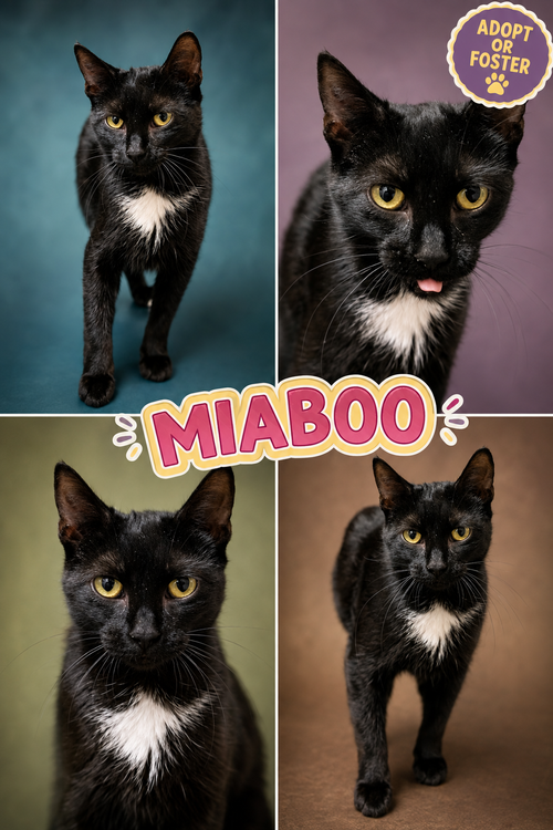 Miaboo (FCID# 08/13/2026 - 3 Trainer), a cat for adoption from Forgotten Cats, Inc.