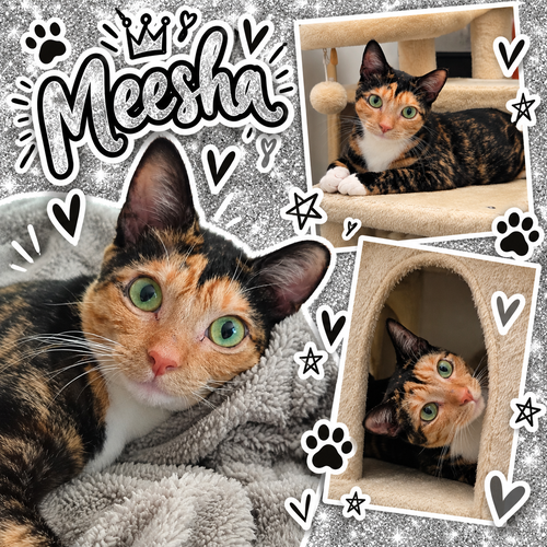 Meesha (FCID# 08/12/2026 - 47 Middletown PS), a cat for adoption from Forgotten Cats, Inc.