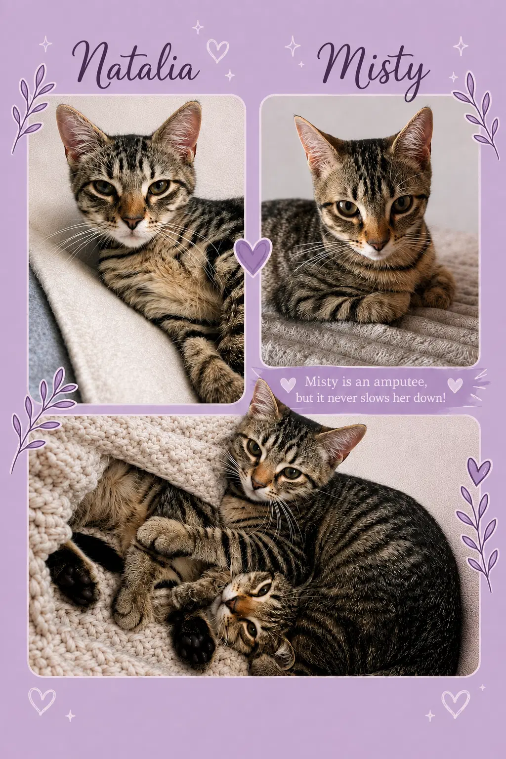 Misty Bonded W Natalia Fcid - - Tabby