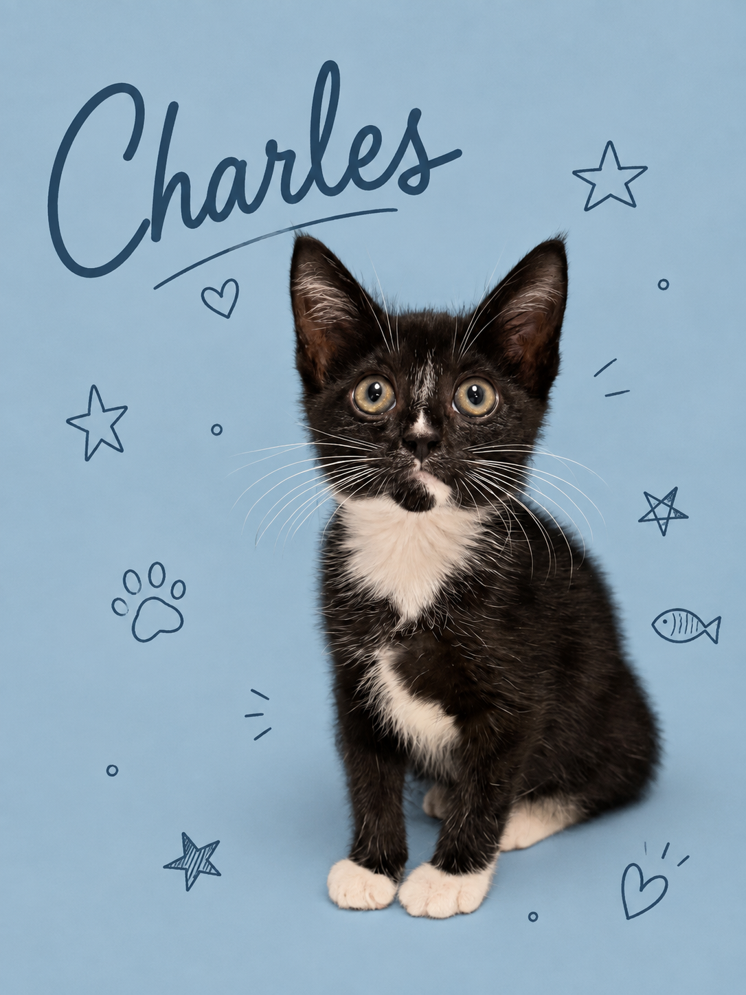 Charles (FCID# 08/20/2026 - 28 Middletown event), cat