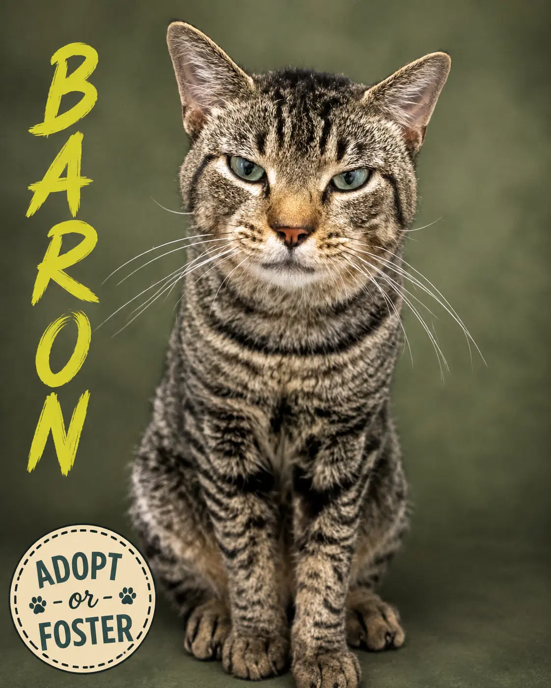 Baron Fcid  -  Trainer image 3