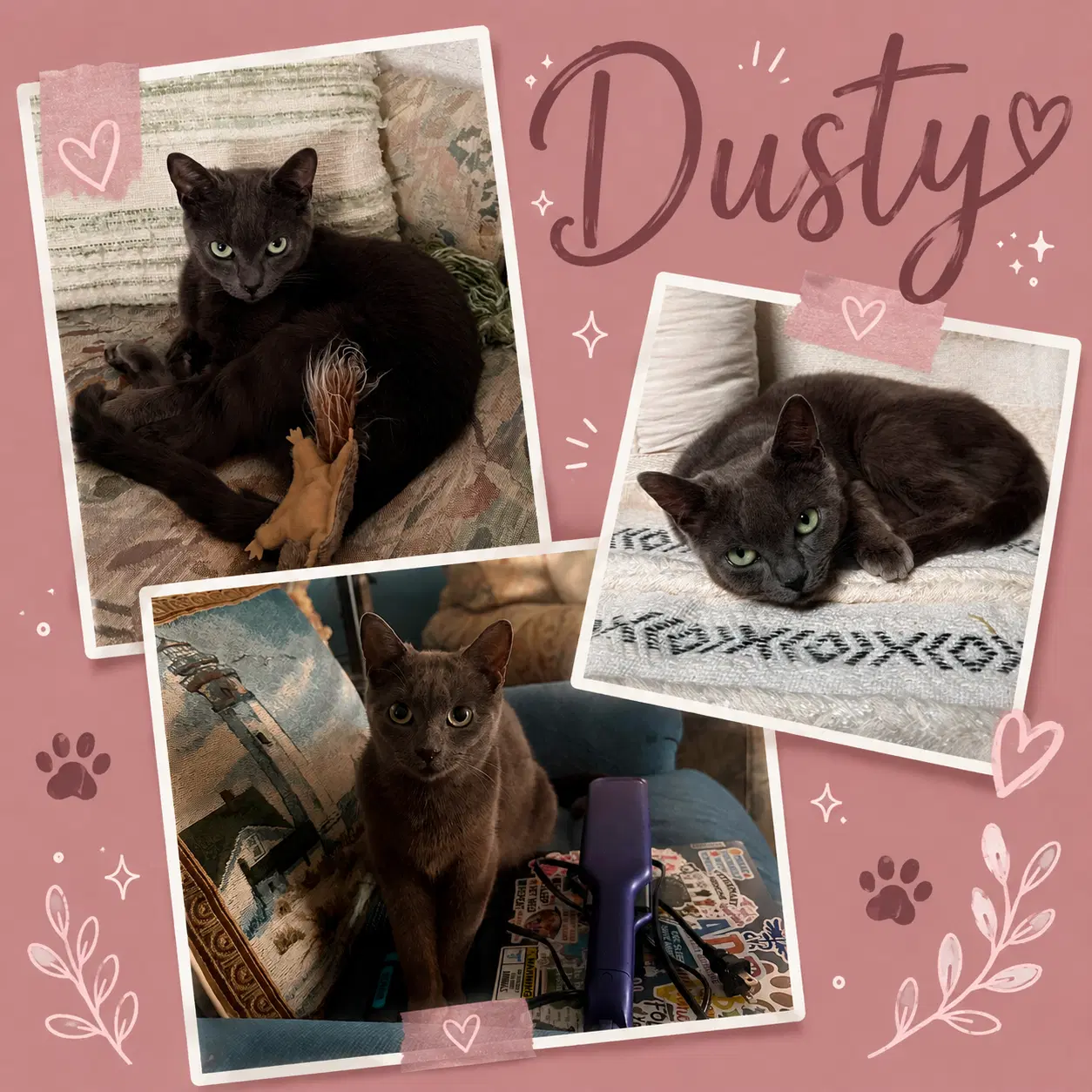 Dusty Fcid  -  Middletown Ps Dc image 1