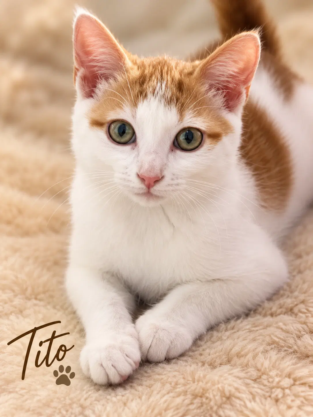 Tito Fcid - Brookhaven Foster Kc - Domestic Short Hair