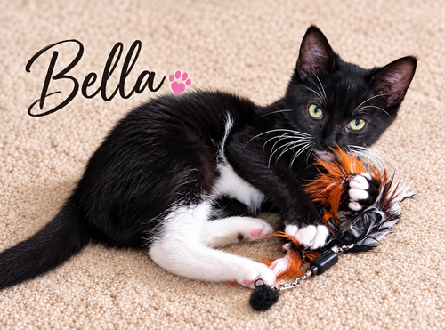 Bella (FCID# 07/20/2026 - 553) KC, a cat for adoption from Forgotten Cats, Inc.