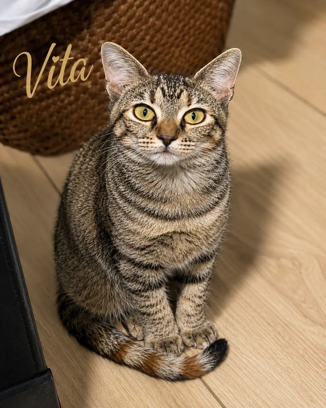 Vita Fcid    Btookhaven Ps Event - Tabby