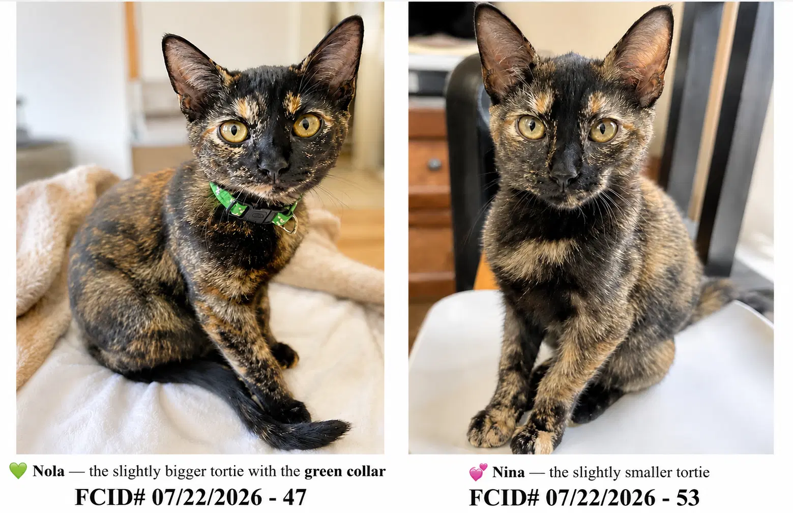 Nola  Nina Bonded - Brookhaven Ps - Tortoiseshell