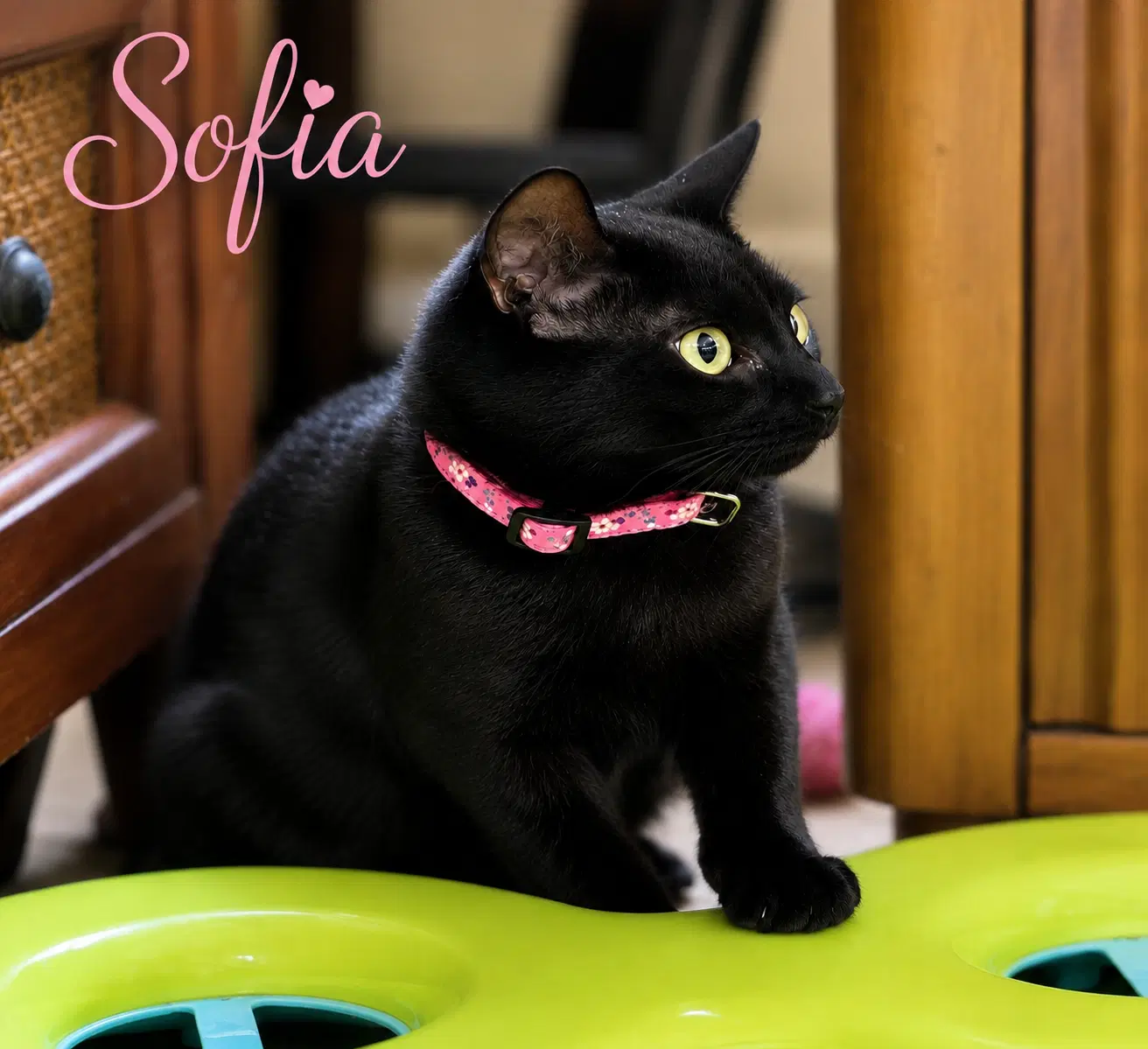 Sofia Fcid  -  Brookhaven Ps Event - Domestic Short Hair