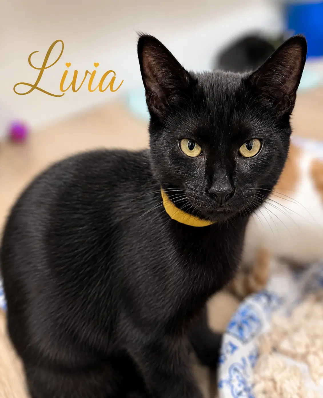 Livia Fcid  -  Brookhaven Ps Event - Domestic Short Hair