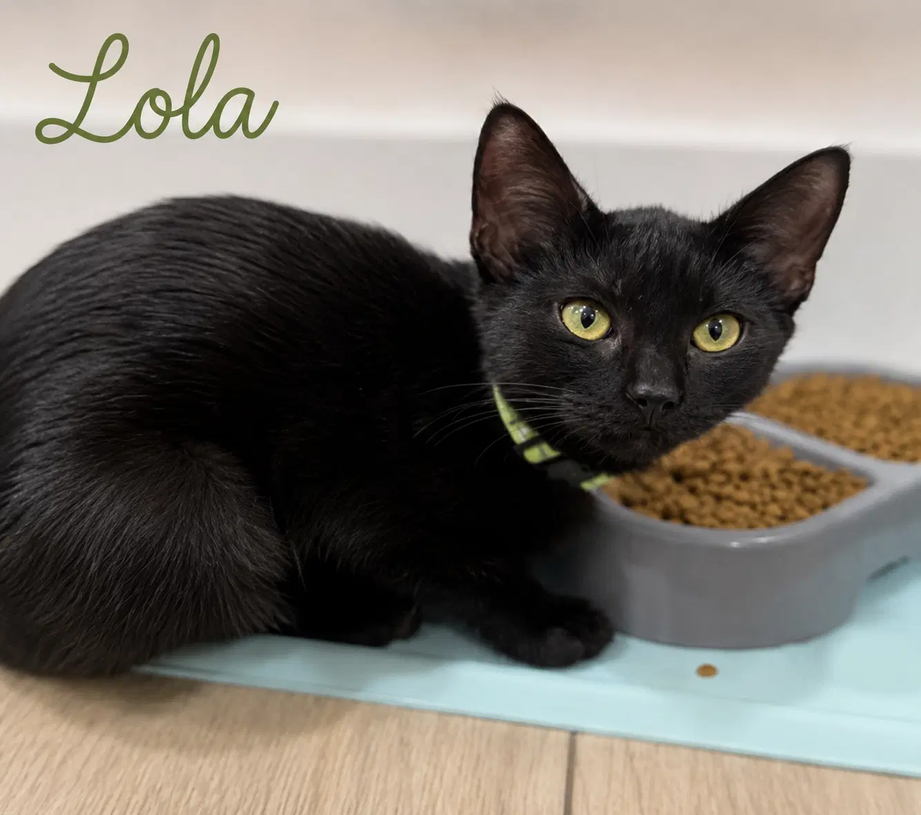 Lola Fcid  -  Brookhaven Ps Event - Domestic Short Hair