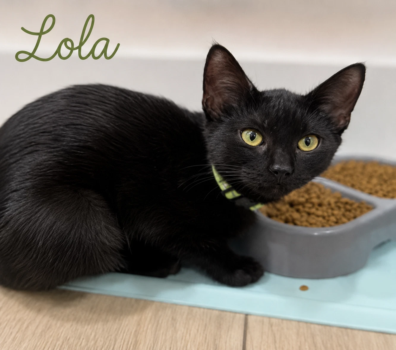 Lola Fcid  -  Brookhaven Ps Event