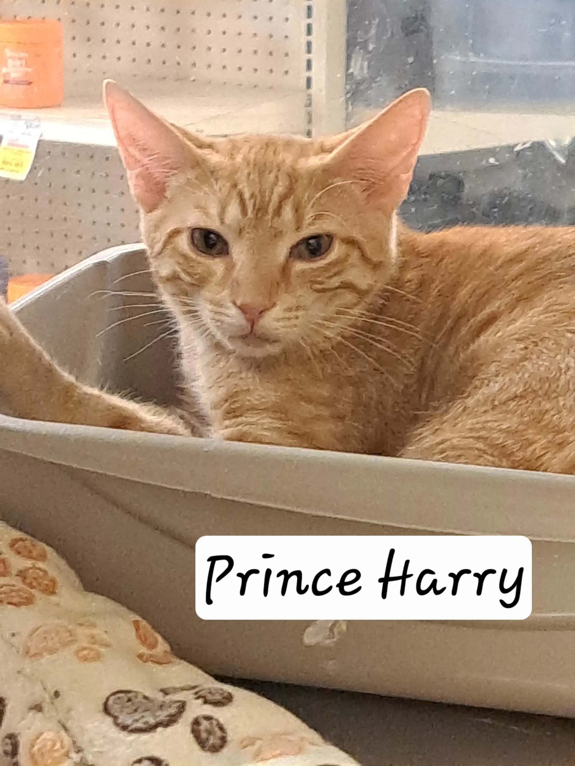 Prince Harry Fcid  -  Brandywine Ps - Tabby