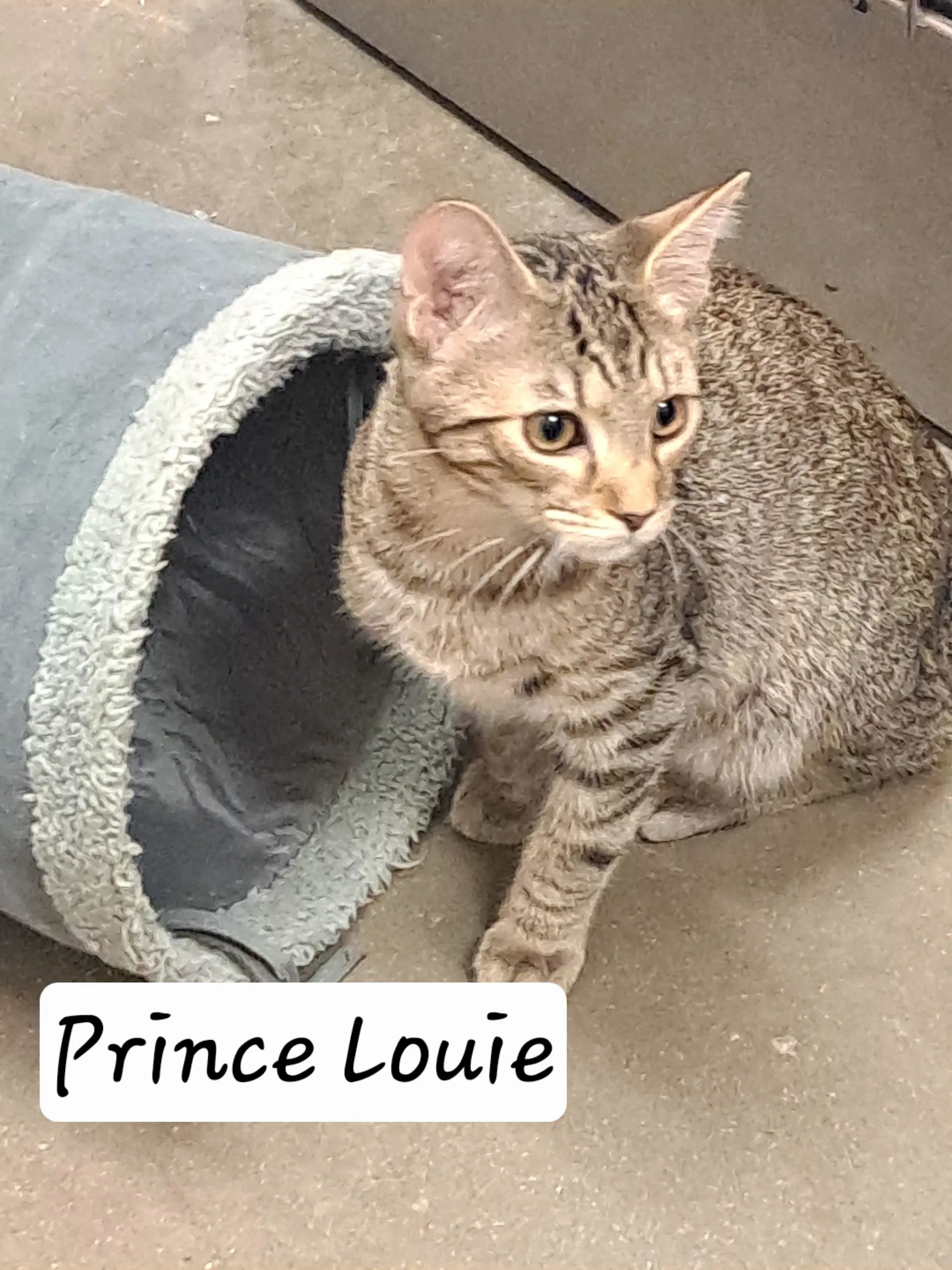 Prince Louie Fcid  -  Brandywine Ps - Tabby