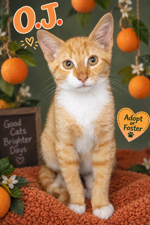 Ron fka OJ (FCID# 08/17/2026 - 94), a cat for adoption from Forgotten Cats, Inc.