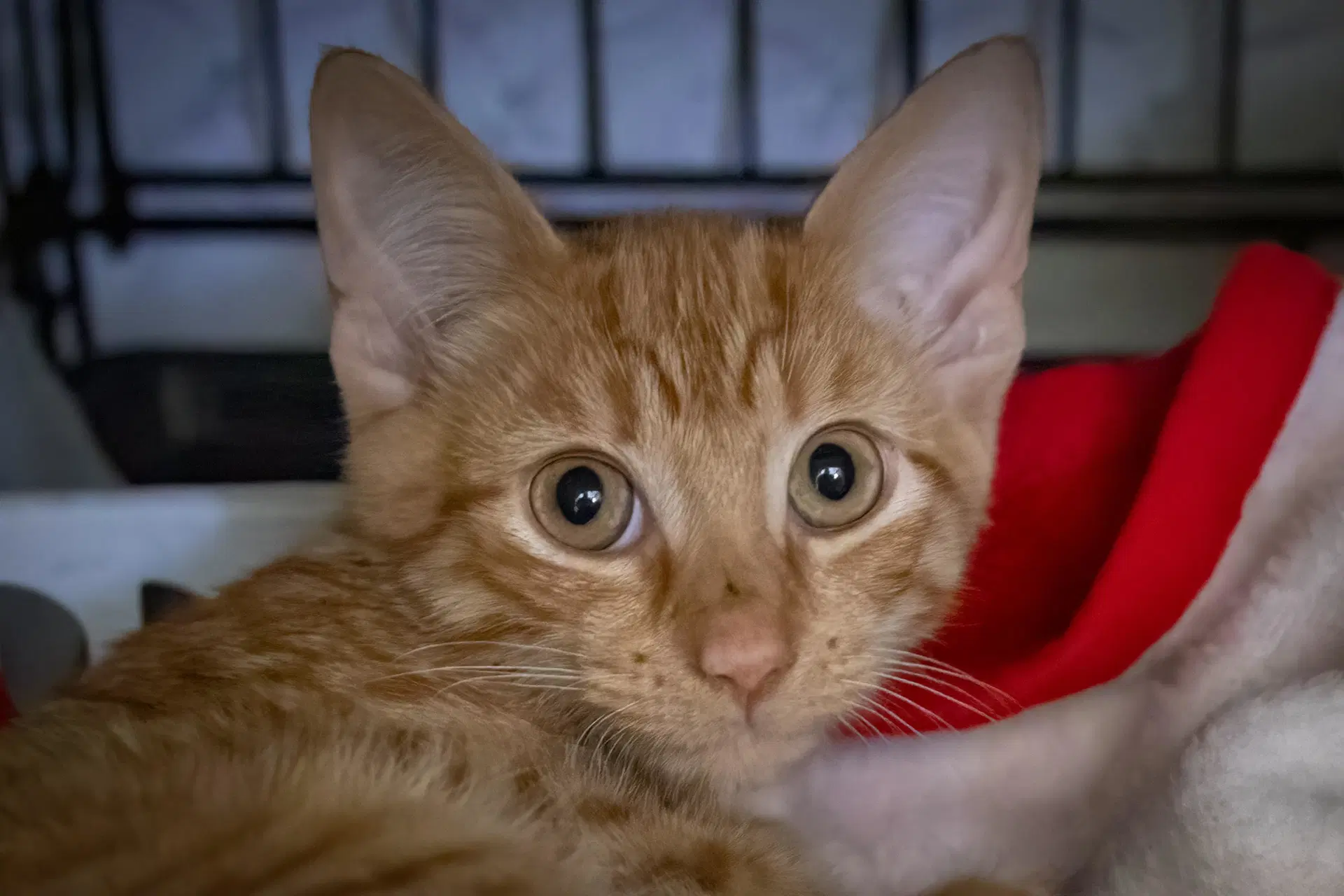 Flerken Fcid  - - Tabby