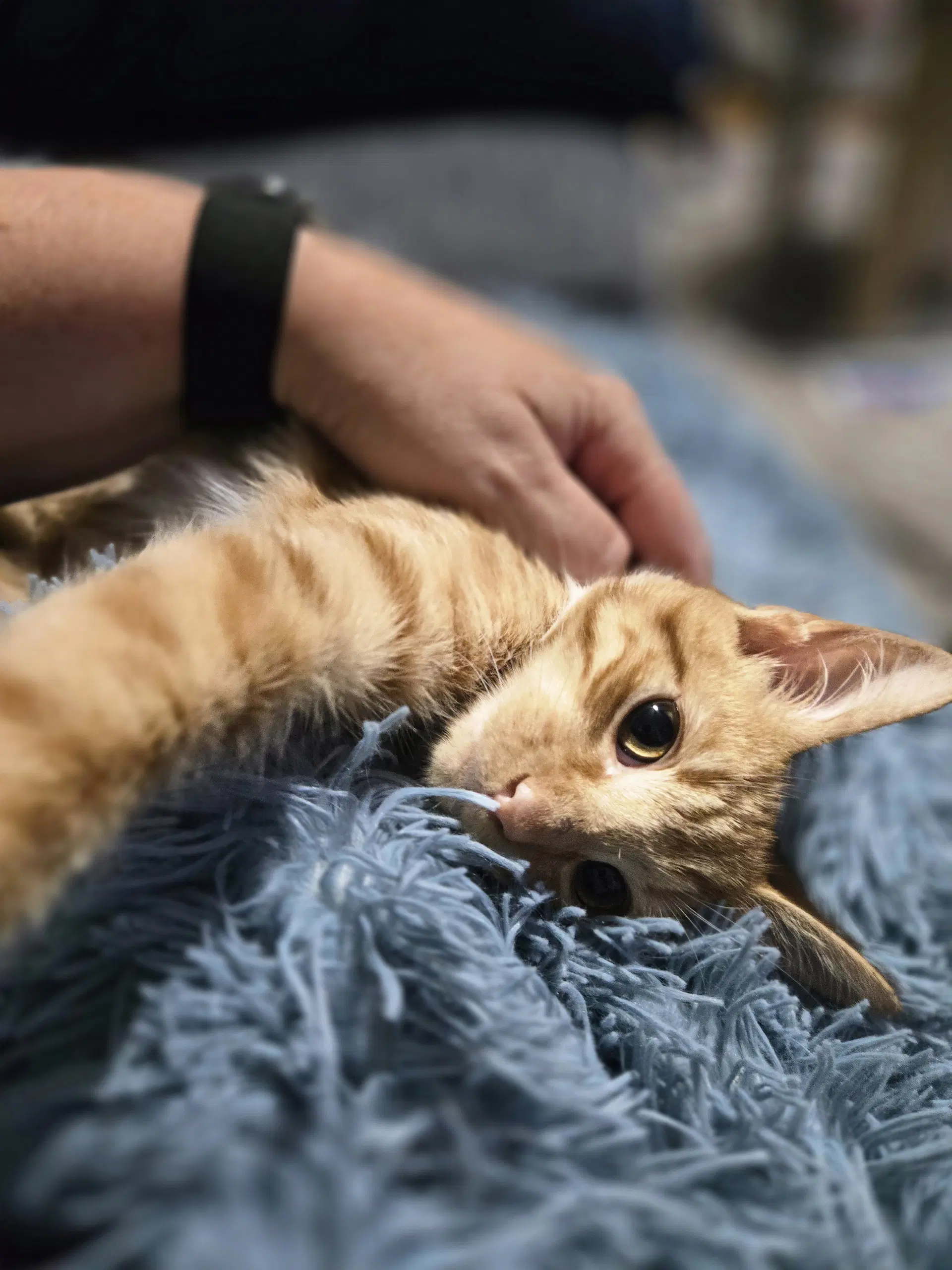 Flerken Aka Flurken Fcid  -  Kc - Tabby