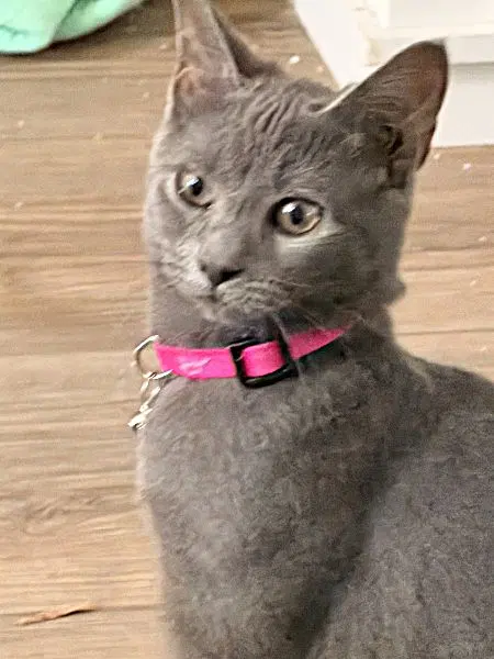 Suede Willow Grove Area Fcid - - Domestic Short Hair