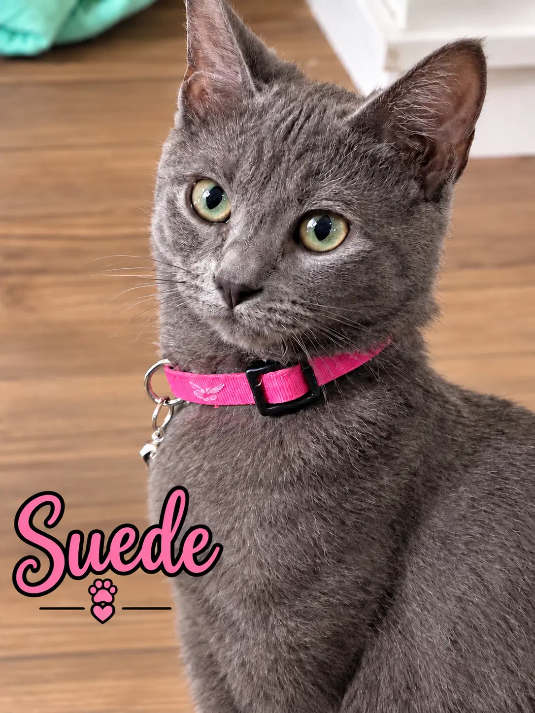 Suede Willow Grove Area Fcid - - Domestic Short Hair