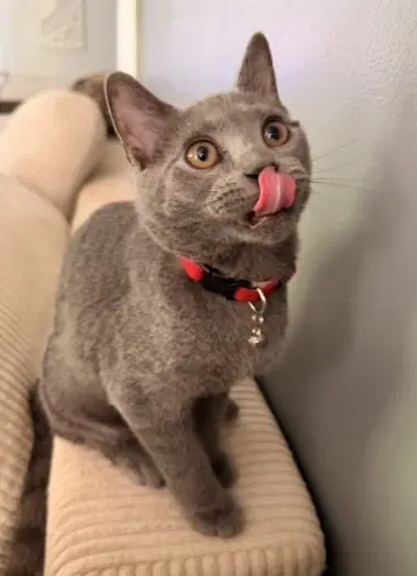 Silk Willow Grove Area Fcid - - Domestic Short Hair