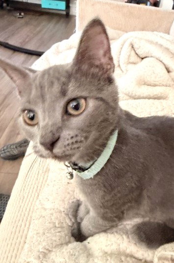 Satin Willow Grove PA Area FCID# 07/28/2026-3, cat