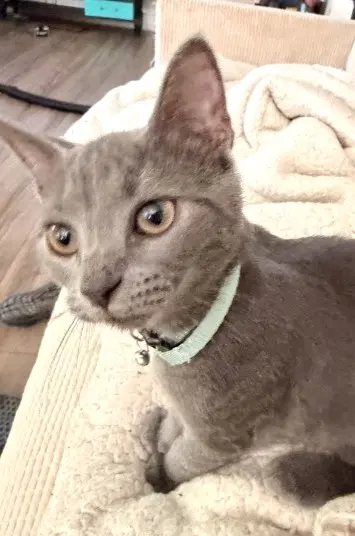 Satin Willow Grove Pa Area Fcid - - Domestic Short Hair