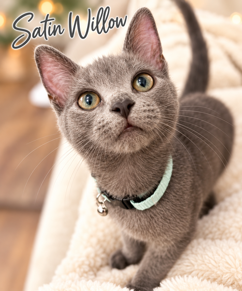 Satin Willow Grove PA Area FCID# 07/28/2026-3, a cat for adoption from Forgotten Cats, Inc.