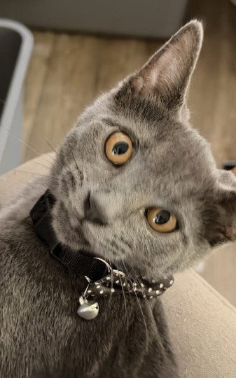 Cashmere Willow Grove PA Area FCID# 07/28/2026-5, cat