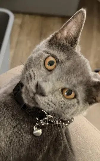 Cashmere Willow Grove Pa Area Fcid - - Domestic Short Hair