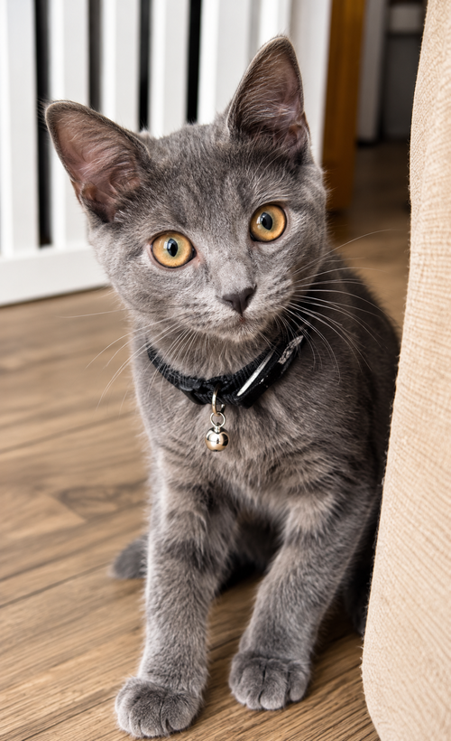 Cashmere Willow Grove PA Area FCID# 07/28/2026-5, a cat for adoption from Forgotten Cats, Inc.