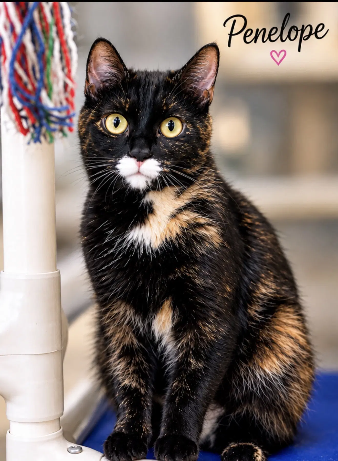 Penelope Fcid - Willow Grove - Tortoiseshell