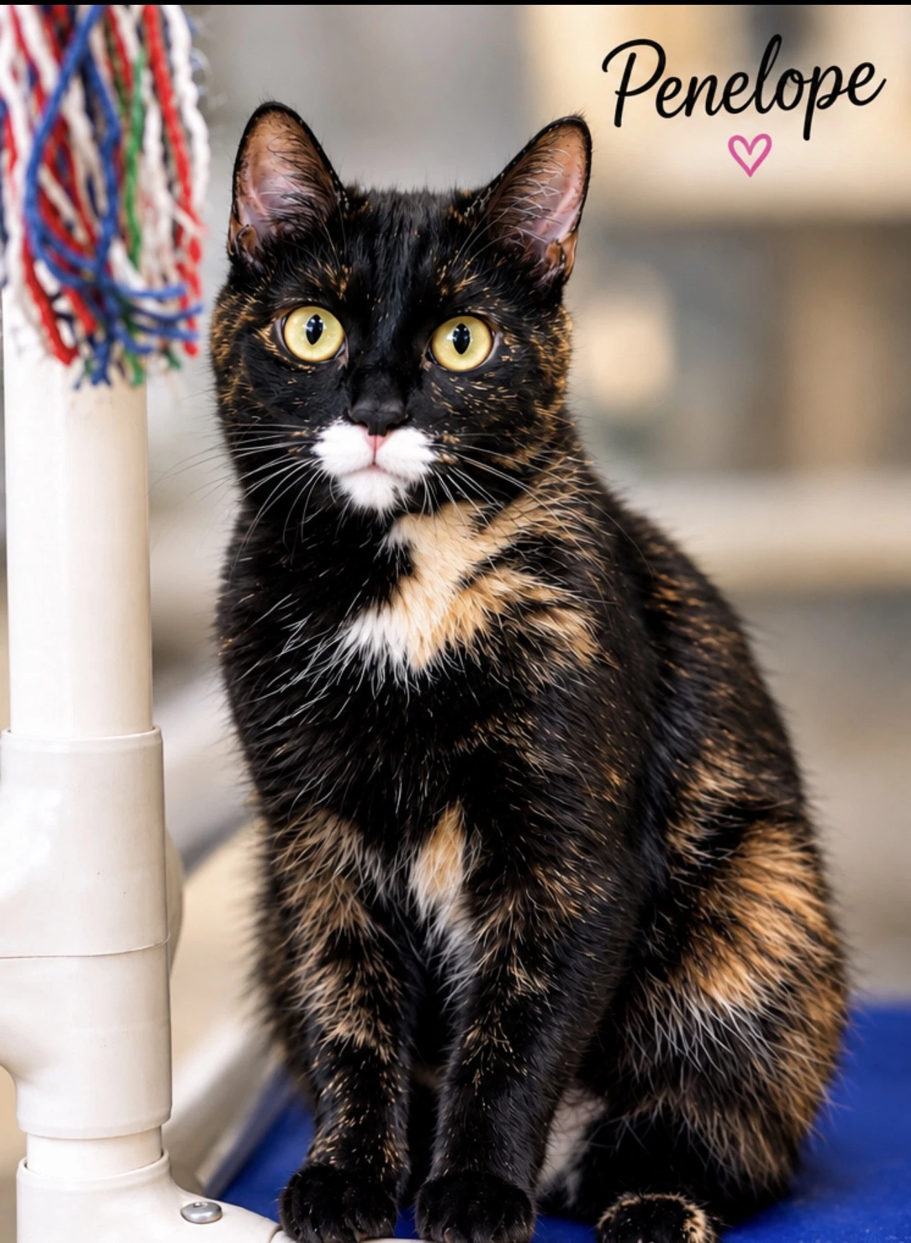 Penelope Fcid - Willow Grove