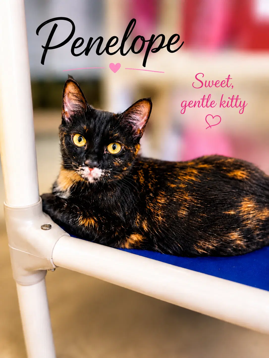 Penelope Fcid - Willow Grove image 2