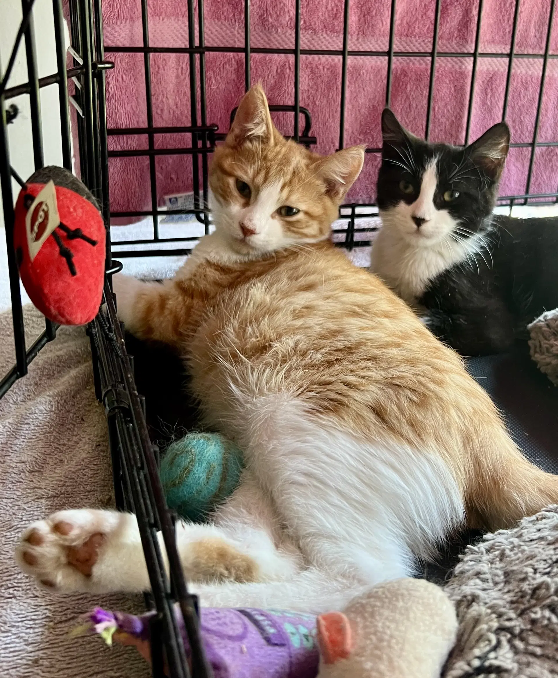 Vita Fcid- - Domestic Short Hair