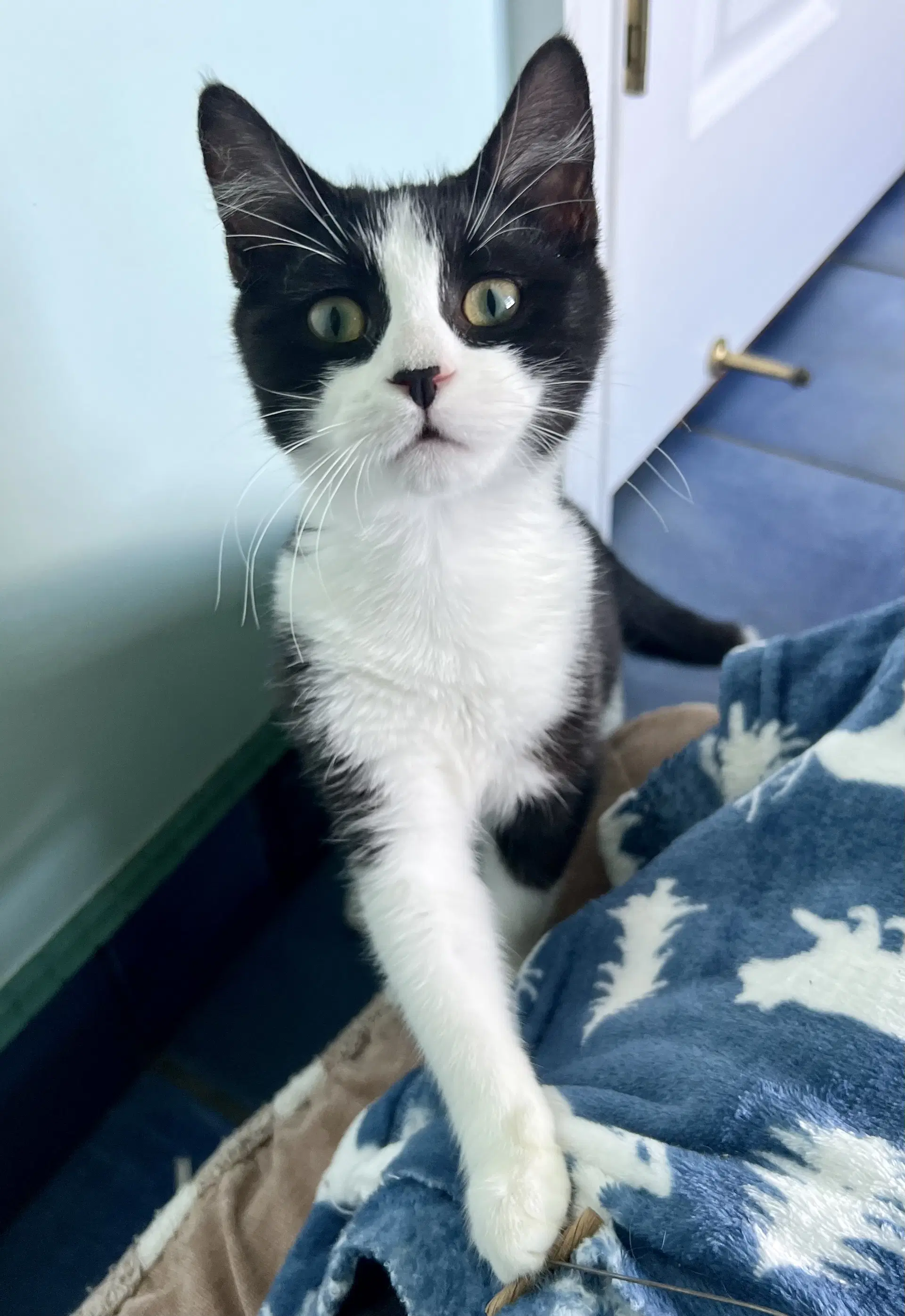Vita Fcid- - Domestic Short Hair