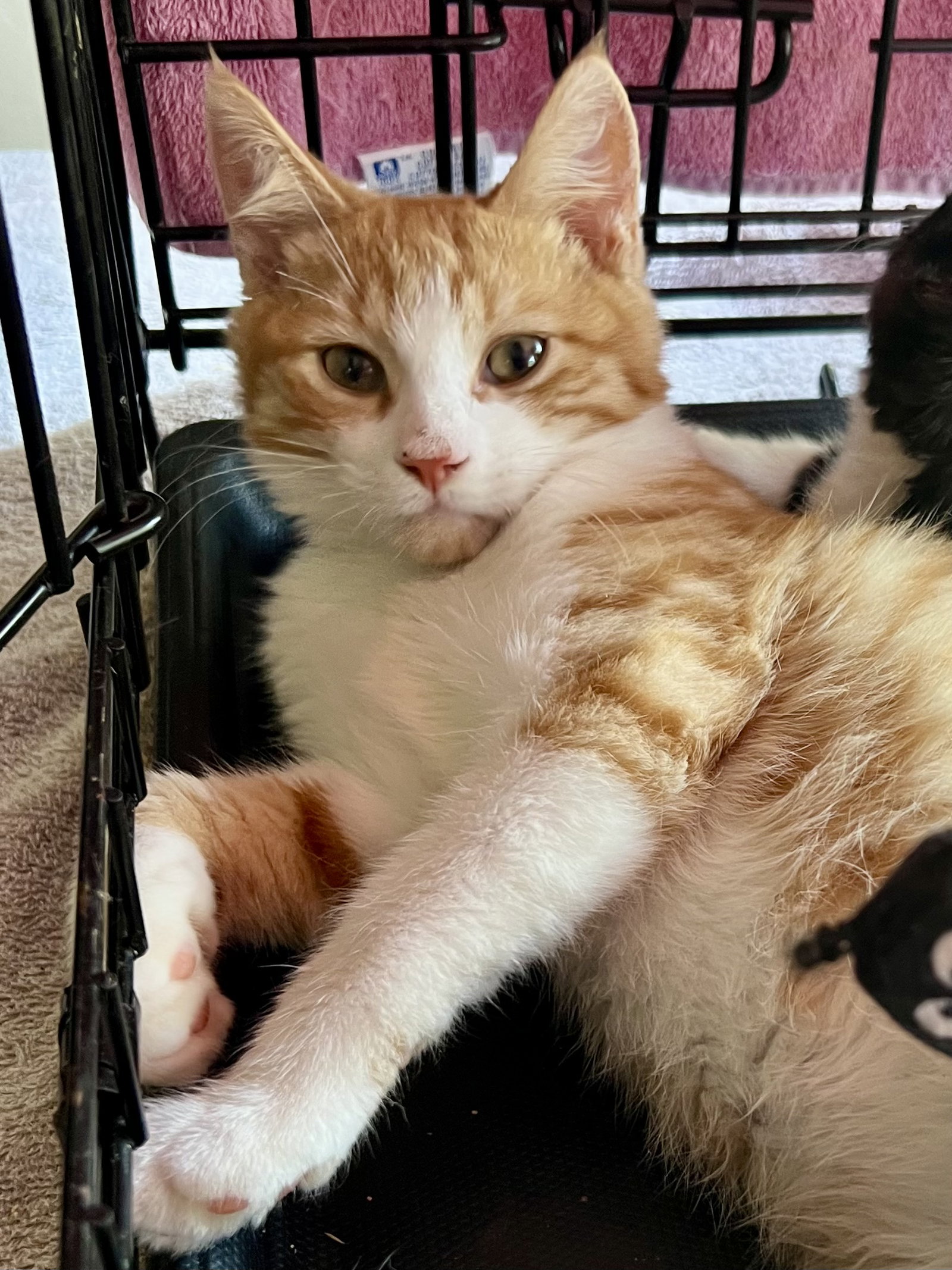 Nigel (FCID#08/11/2026-20), cat
