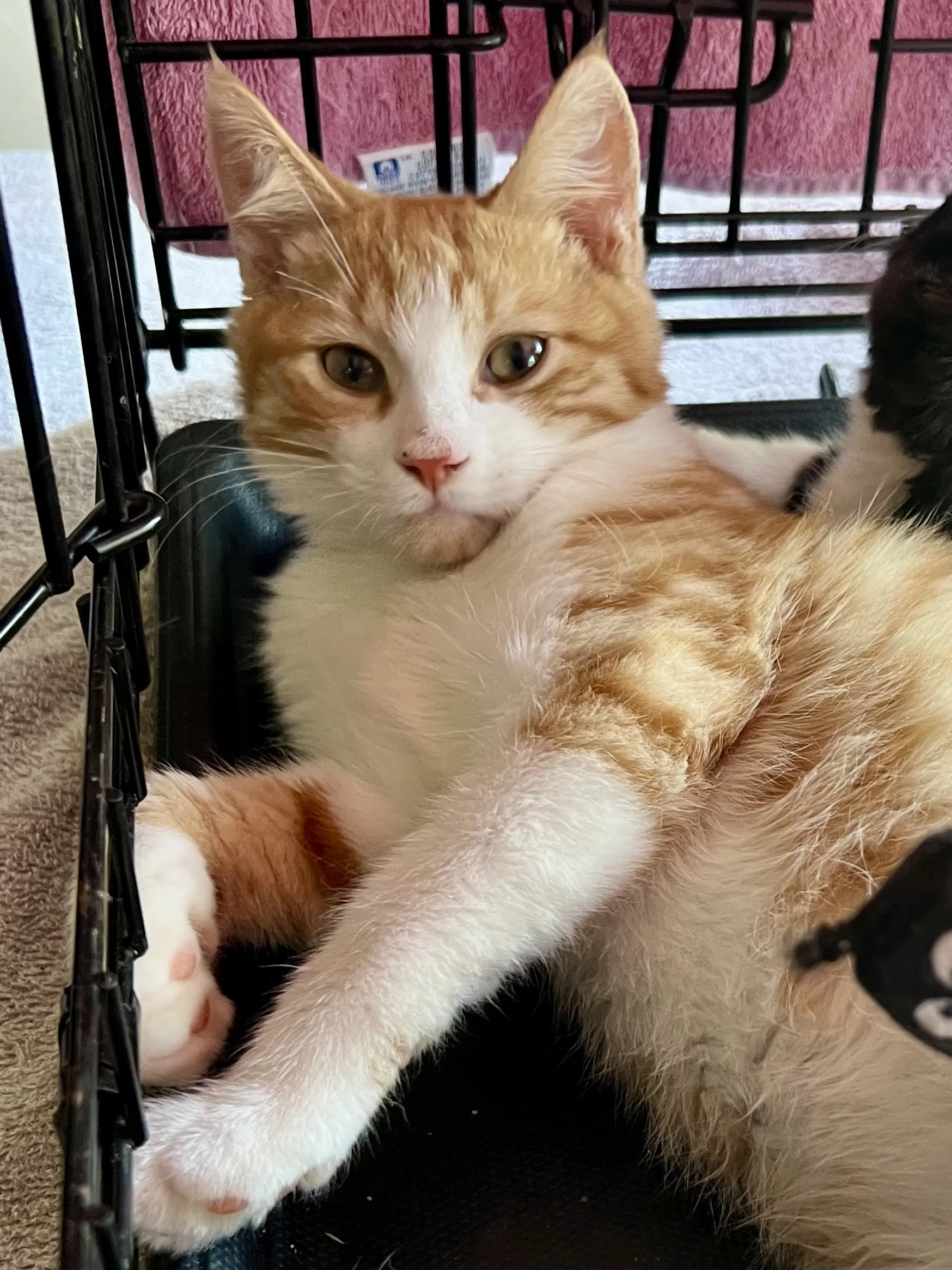 Nigel Fcid- - Domestic Short Hair