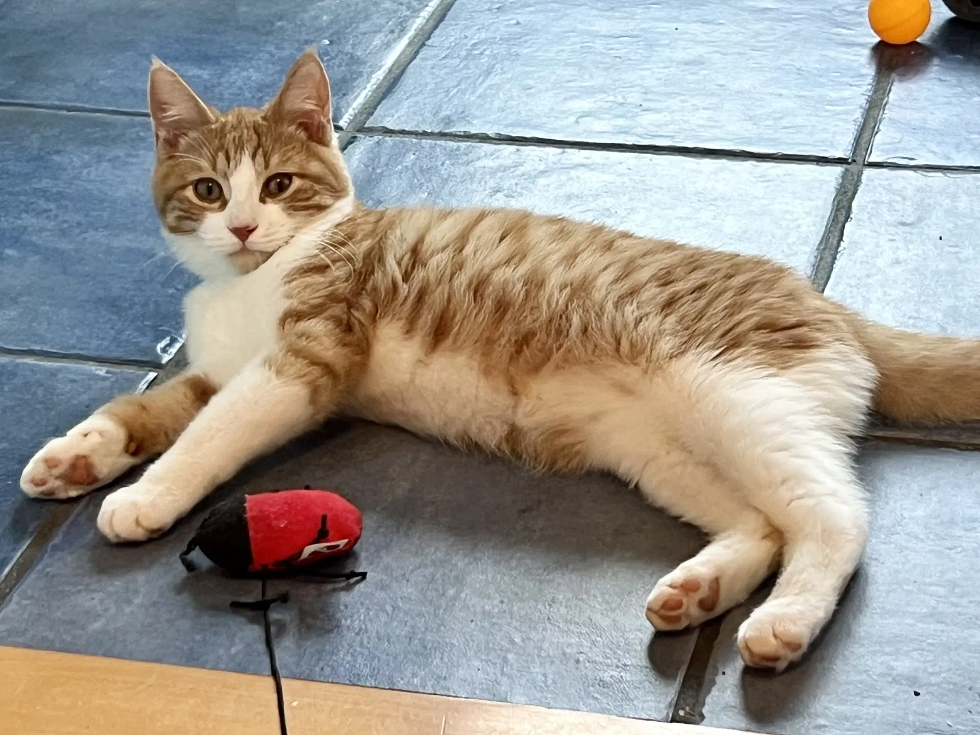 Nigel Fcid- - Domestic Short Hair