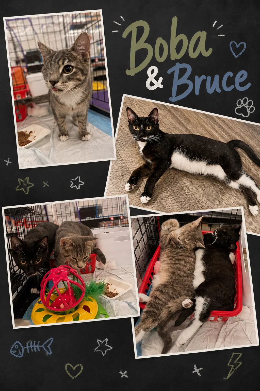 Boba W Bruce - - - Silver Tabby