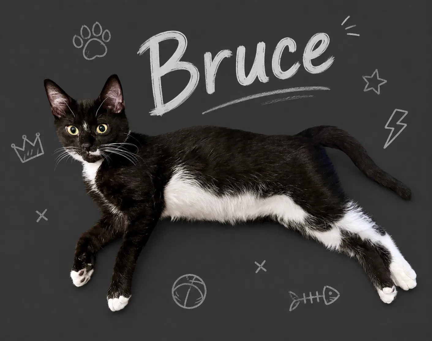 Boba W Bruce - - image 3