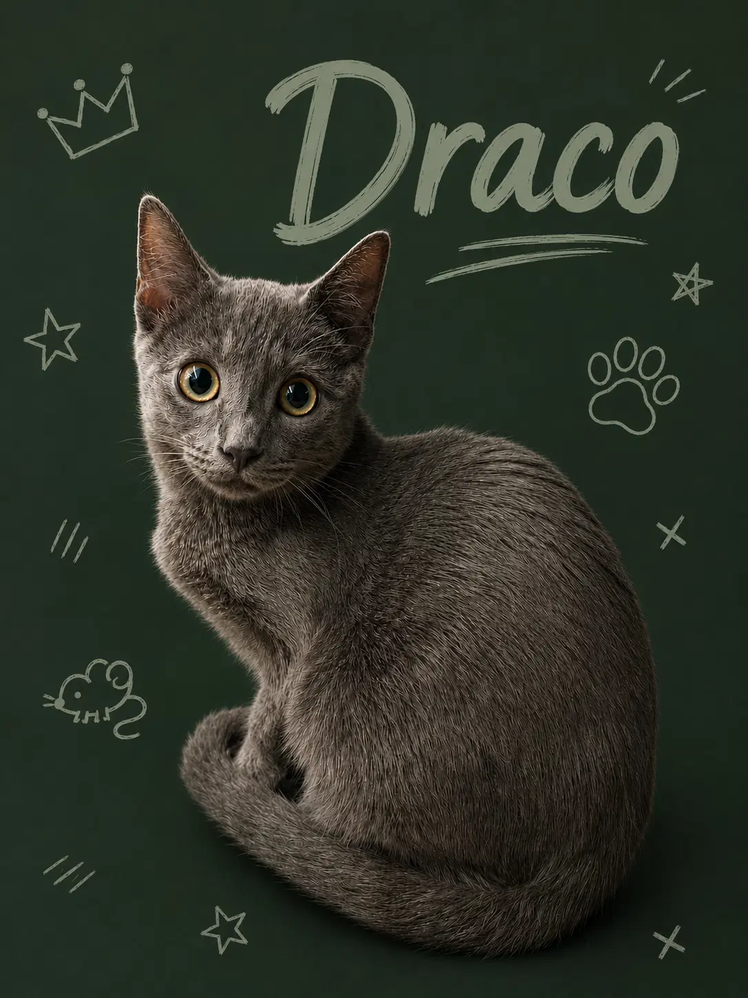 Draco Fcid  -  Middletown Ps - Domestic Short Hair