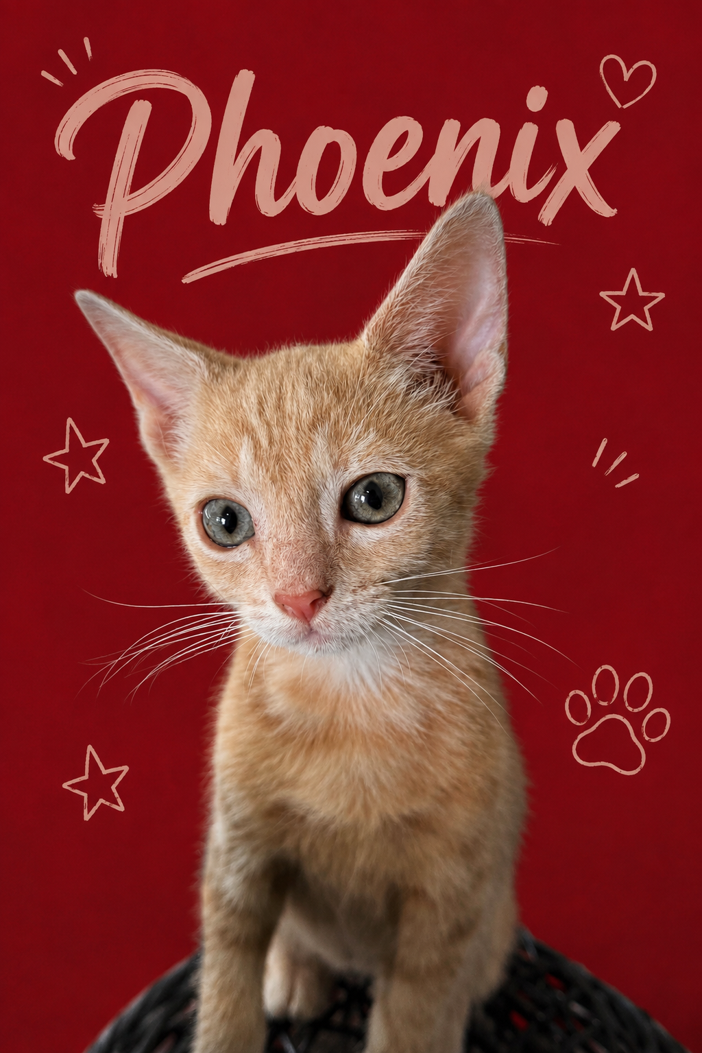 Phoenix (FID# 07/23/2026 - 95 Middletown PS), cat — photo 1 of 1