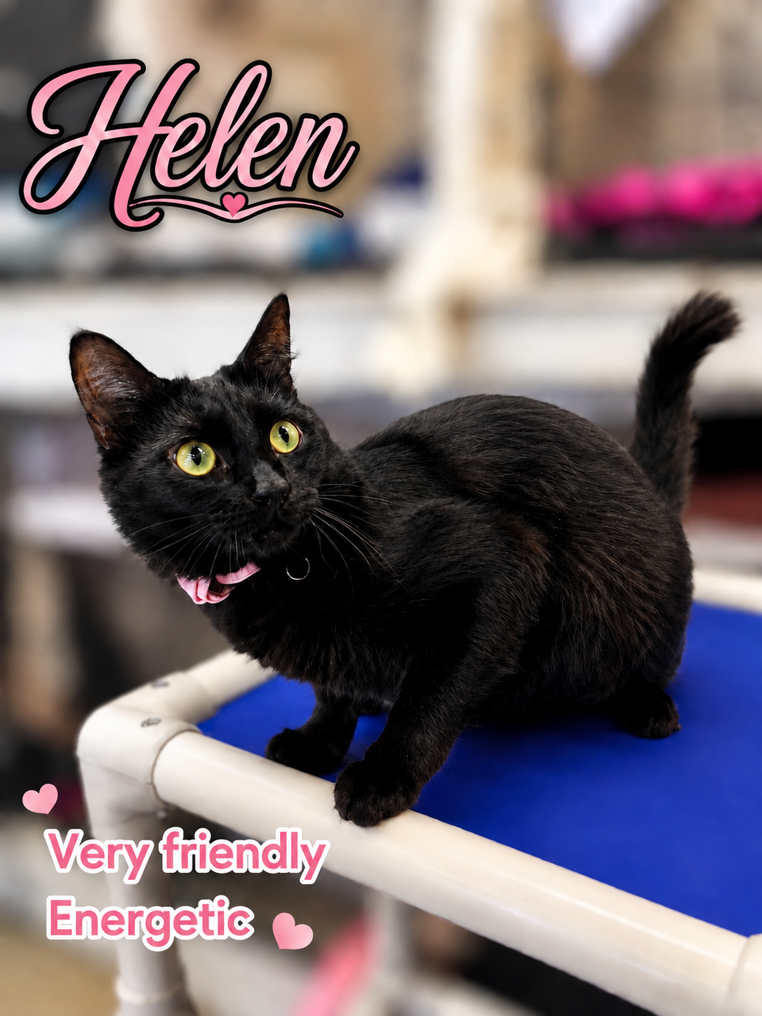Helen (FCID# 07/17/2026-172) Willow Grove, cat — photo 1 of 4