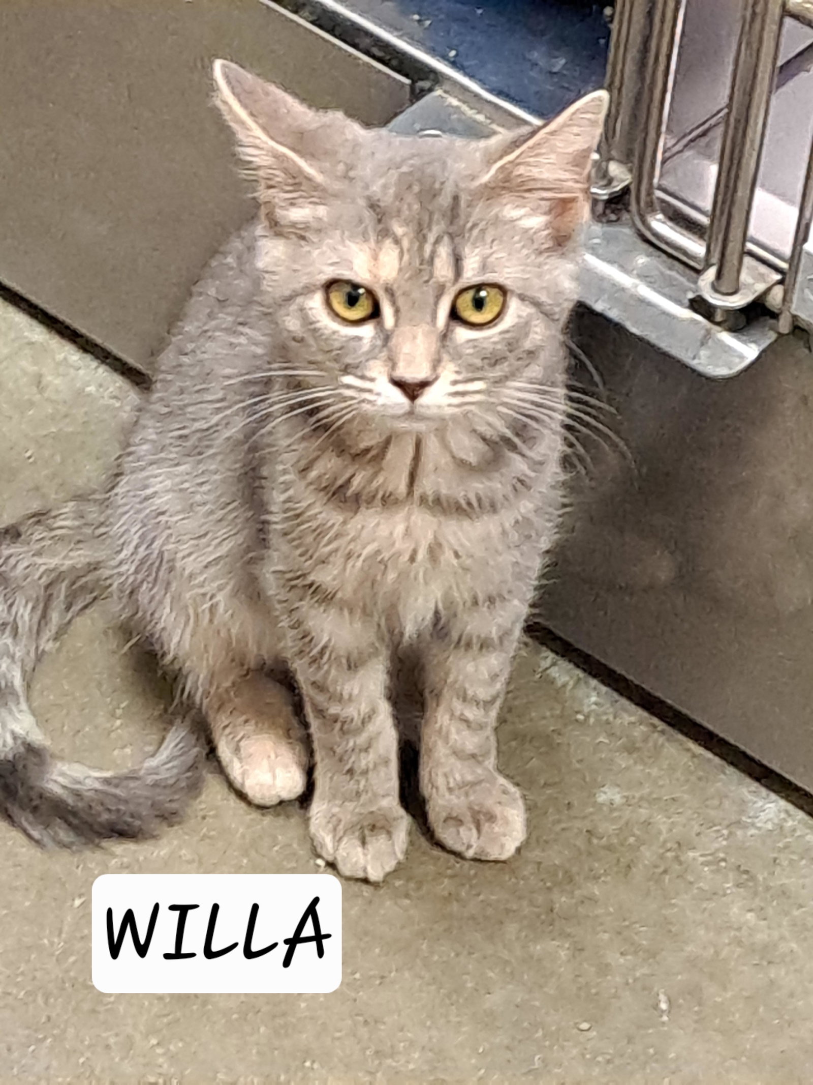 Willa (FCID# 07/06/2026 - 67 Brandywine PS) C, cat — photo 1 of 2