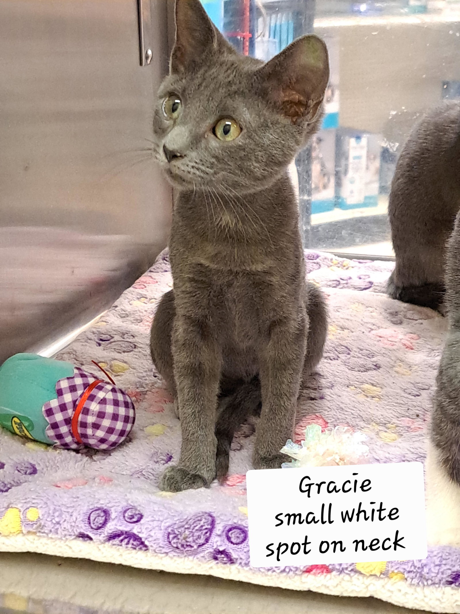 Gracie (FCID# 08/04/2026 - 11 Brandywine PS), cat — photo 1 of 3