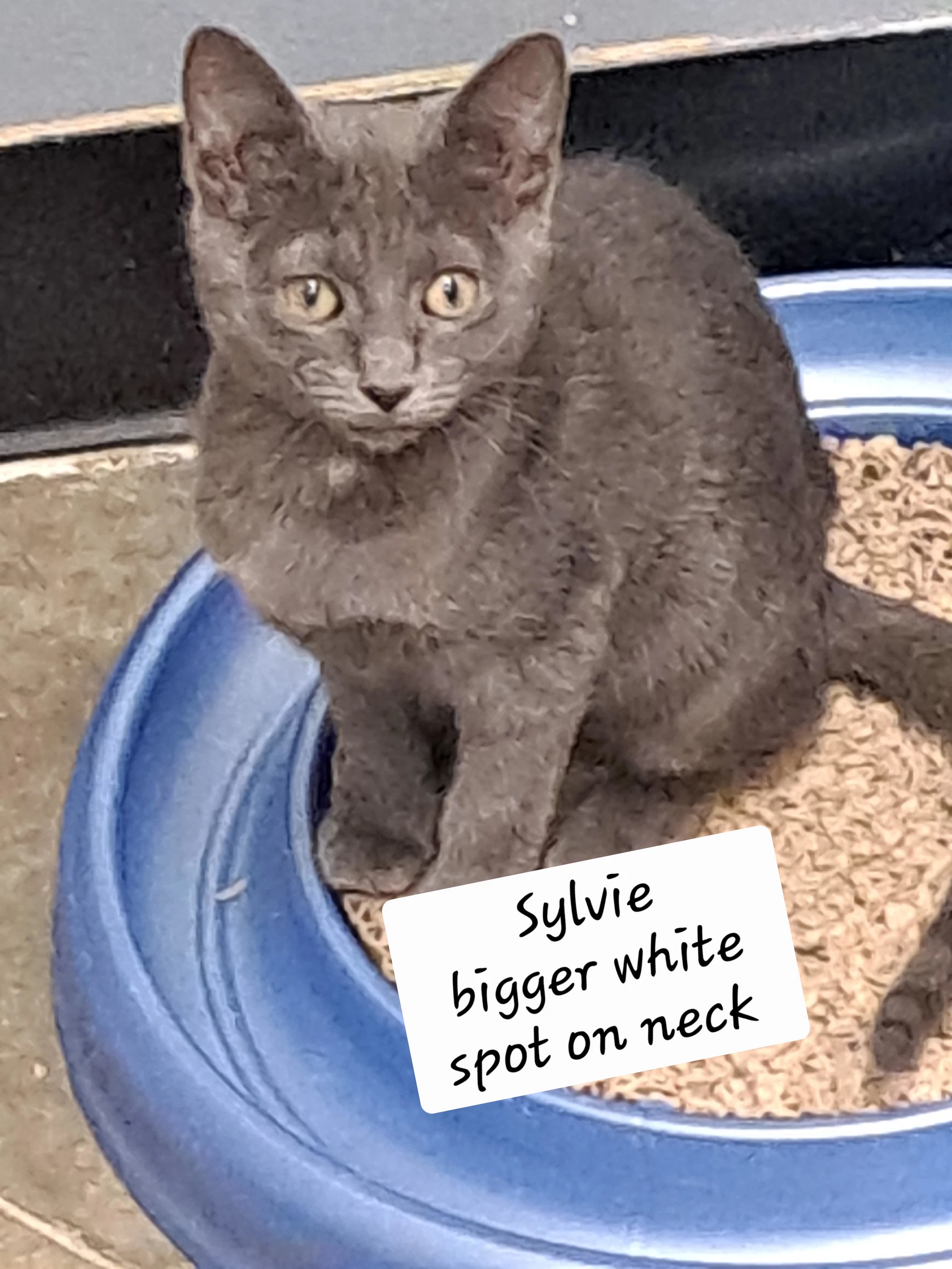 Sylvie Fcid  -  Brandywine Ps