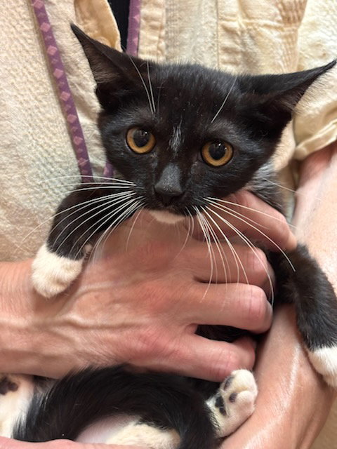 Charlotte (FCID# 08/10/2026 - 89 Glen Mills PS), cat — photo 1 of 4