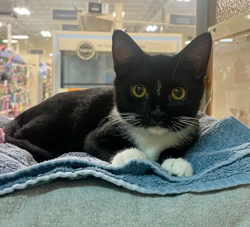 Charlotte - Domestic Short Hair