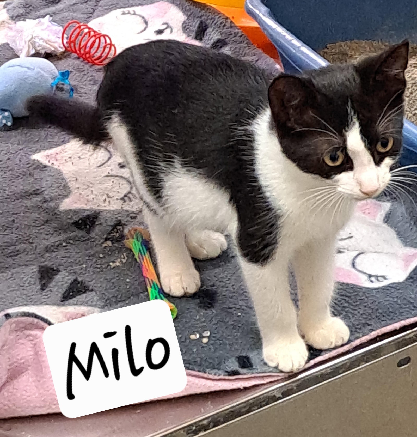 Milo (FCID# 07/20/2026 - 555 Brandywine PS) KC, cat — photo 1 of 2