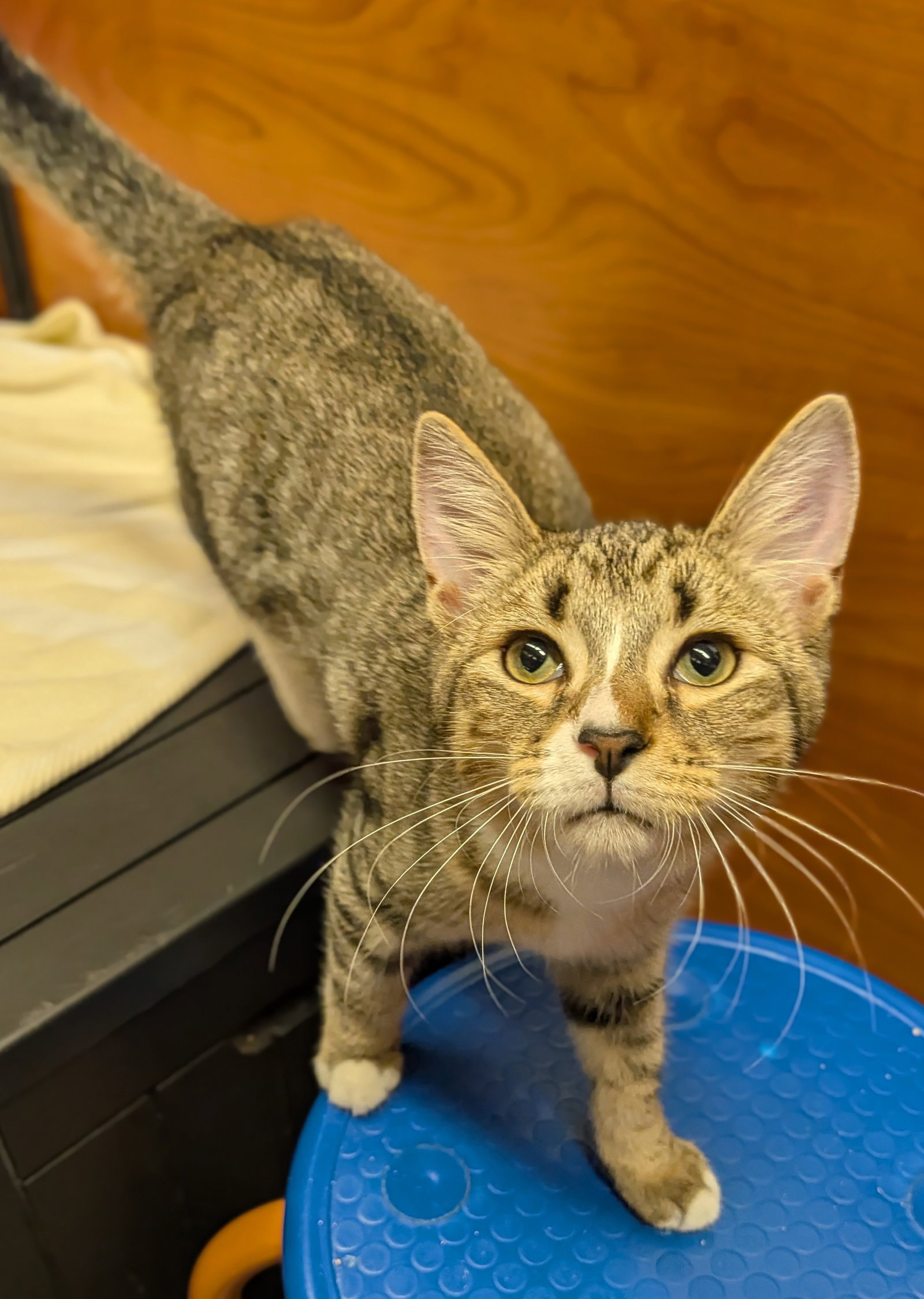 Jasper (FCID# 08/19/2026 - 537 Millsboro PS) C, cat — photo 1 of 3