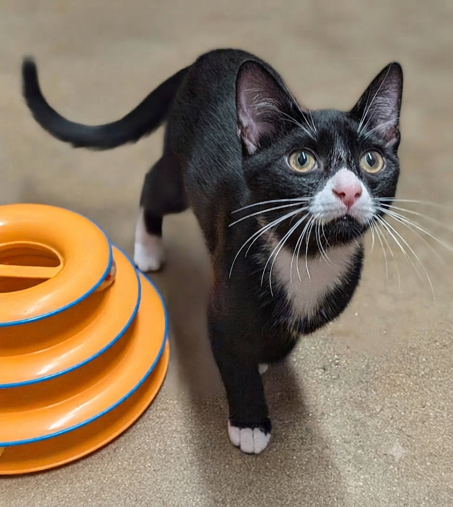Arthur w/Oliver (FCID 08/19/26-536 Millsboro PS) C, cat — photo 1 of 4