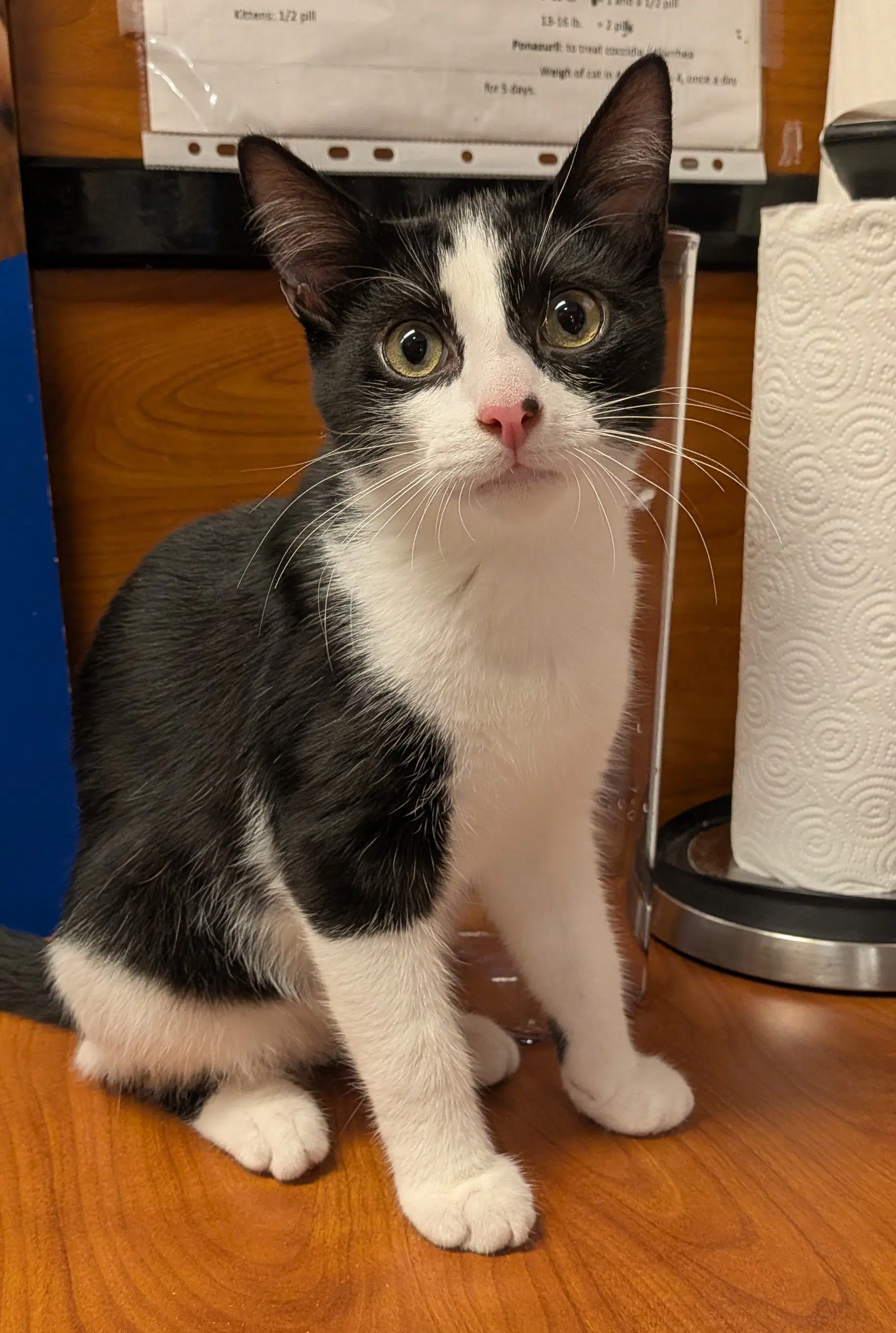 Oliver Warthur Fcid - Millsboro Ps C - Domestic Short Hair